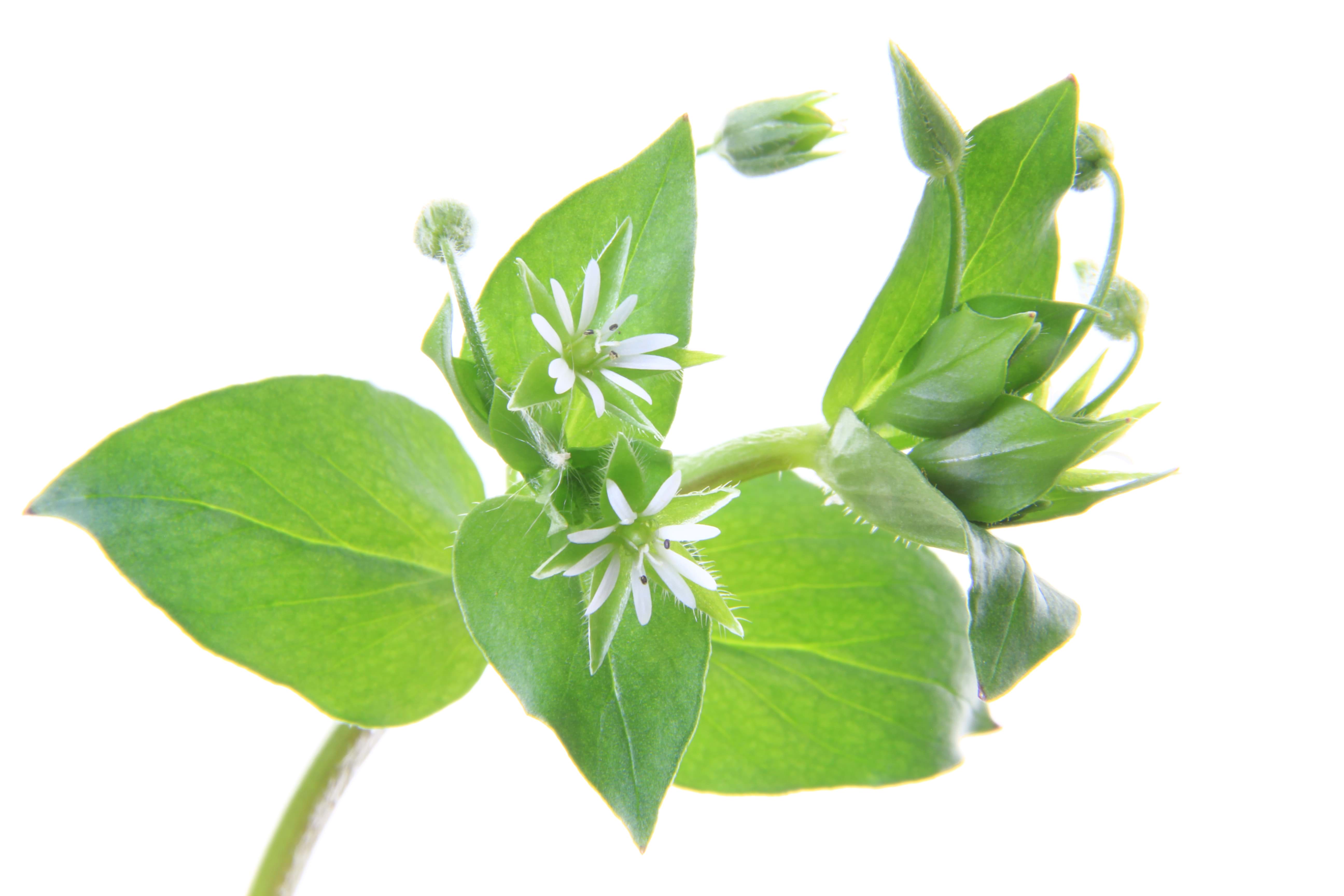 Cícer na 228.sk- pomôž si sám.